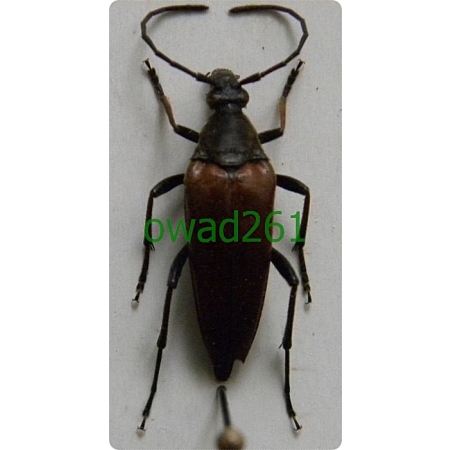 Pedostrangalia pubescens (Fabricius, 1787) Strangalia włochatka